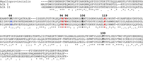 Figure 5. Amino acid multialignment obtained using the Mytilus galloprovincialis CA and Homo sapiens CA isoforms (hCA I and hCA II). The zinc ligands (His94, 96 and 119) and the gate-keeper residues (Glu106 and Thr199) are conserved in the mussel and mammalian sequences. The proton shuttle residue (His64) is missing in the M. galloprovincialis enzyme. hCA I numbering system was used. The asterisk (*) indicates identity at all aligned positions; the symbol (:) relates to conserved substitutions, while (.) means that semi-conserved substitutions are observed. Multialignment was performed with the program Muscle, version 3.1.
