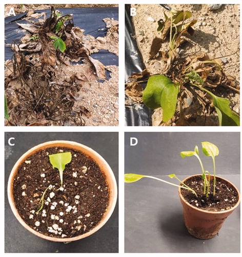 Figure 1. Damping-off of ovate-leaf atractylodes. (A–B) Symptoms as seen in the field. (C) Symptoms of seedlings inoculated with Rhizoctonia solani AG-5. (D) Healthy seedlings without inoculation.
