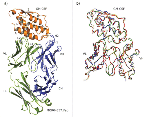 Figure 2. Overall structure and superposition of all 4 Fab:GM-CSF complexes. (a) Structure of MOR04357:GM-CSF as cartoon presentation. Helices are numbered as letters A-D and β-sheet as numbers 1 and 2. N- and C-termini are depicted as N and C. MOR04357 Ig light chain is colored in green, the Ig heavy chain in blue. CDR regions are shown as L1-L3 and H1-H3 with respect to the corresponding chain. (b) GM-CSF and the variable domain of Fab fragment as ribbon presentation. Complex of MOR03929:GM-CSF is presented in yellow, MOR04252:GM-CSF in green, MOR04302:GM-CSF in blue and MOR04357:GM-CSF in red.