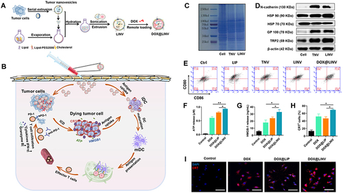 Figure 4 Schematic illustration of the DOX@LINV for tumor inhibition based on immunogenic tumor nanovesicles (TNVs) synergistic with the DOX-induced ICD effect. (A) Preparation of DOX@LINV by the confusion of TNVs with artificial liposomes. (B) Mechanism of immunochemotherapy based on the DOX@LINV for tumor suppression. (C) SDS–PAGE of B16F10 cells, B16F10-derived nanovesicles, and LINVs. (D) Western blotting of specific antigen preservation on TNVs and LINVs. (E) Representation flow cytometry plots of mature DCs after a 24 h treatment. (F) ATP, (G) HMGB-1, and (H) CRT release from B16F10 cells analyzed with the ELISA kit after 24 h of incubation (n = 3, *p < 0.05; **p < 0.01). (I) CRT expression after treatment evaluated by CLSM. Scale bar: 50 μm. Reprinted from Hu M, Zhang J, Kong L, et al . Immunogenic hybrid nanovesicles of liposomes and tumor-derived nanovesicles for cancer ImmunochemotherapyImmunogenic hybrid nanovesicles of liposomes and tumor-derived nanovesicles for cancer immunochemotherapy. Acs Nano. 2021;15(2):3123–3138. Copyright © 2021, American Chemical Society.Citation80