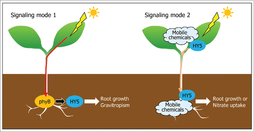 Figure 1. Schematic modes of stem-to-root light signal transduction. Aboveground light is either directly transduced via vascular tissues to the roots (mode 1) or triggers the production of signaling molecules, such as mobile chemicals and HY5 transcription factor, which migrate to the roots (mode 2). In mode 1, stem-piped light activates root phyB, which stabilizes HY5. The root phyB-HY5 module mediates root growth and gravitropism. In mode 2, the mobile signaling molecules, including auxin and HY5, move from the shoots to the roots, where they regulate root growth and nitrate uptake.