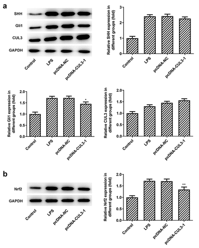 Figure 5. Effects of CUL3 overexpression on SHH pathway-related proteins and Nrf2 in PDLSCs treated with pg-LPS. (a) Western blot analysis was used to detect the effect of CUL3 overexpression on SHH, Gli1 and CUL3 in PDLSCs treated with 1 μg/mL pg-LPS. (b) Western blot analysis was used to detect the effect of CUL3 overexpression on Nrf2 and NQO1 in PDLSCs treated with 1 μg/mL pg-LPS. *p < 0.05 and **p < 0.01 vs. pcDNA-NC. ***p < 0.001 vs Control, #p < 0.05, ##p < 0.01 vs LPS+pcDNA-NC. CUL3: Cullin3.CUL3: Cullin3. CUL3: Cullin3