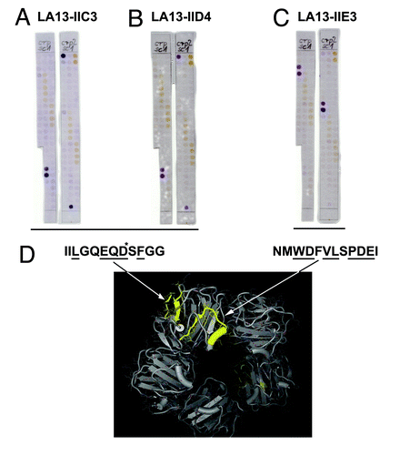 Figure 5. Epitope mapping of CRP specific scFv LA13-IIC3, LA13-IID4, LA13-IIE3. A series of overlapping 15mer oligopeptides covering the whole CRP protein sequence with an offset of three amino acids was synthesized onto filter membranes. These filter membranes were subsequently immunostained with CRP specific scFv antibodies LA13-IIC3 (A), LA13-IID4 (B), and LA13-IIE3 (C). Bound scFv antibodies were detected with α-myc-tag antibody and secondary antibody AP conjugate. Both epitopes are highlighted (yellow, space fill) in one subunit of the CRP pentamer structure (D). Epitope location based on structure (PDB ID: 1B09)Citation4: peptide backbone (gray ribbon), side chains (lines), and polyhendron surface (points) are shown (visualization with 3D-Mol Viewer), epitopes indicated in yellow. Important amino acid residues of the epitopes identified by an additional alanine walk (data not shown) are underlined (* only IIC3)