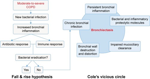 Figure 2 Pathophysiological hypothesis of the development of bronchiectasis in patients with COPD.