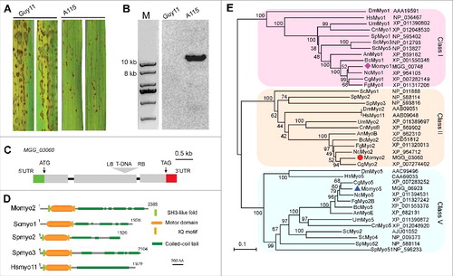 Figure 1. Isolation and characterization of Momyo2 in M. oryzae. (A) Conidial suspensions (1 × 105 spores mL−1) of wild-type Guy11, ATMT mutant A115 were inoculated on 2-week-old rice seedlings (Co-39). The infected leaves were photographed at 5 dpi. (B) Southern blot assay. Genomic DNA of wild-type Guy11 and ATMT mutant A115 were digested with EcoRV and hybridized with HPH probe. (C) Genomic location of T-DNA insertion in A115 mutants. T-DNA was integrated into second exon of Momyo2 gene (MGG_03060). The gray boxes represent exons and the black line indicates the introns. (D) Domain architectural analysis of myo2. Comparison of the domain structures of Myo2 from S. cerevisiae, S. pombe, and Homo sapiens. Myo2 contains all predicted domains that are typical for class-II myosins. AA indicated amino acids. (E) Phylogenetic tree of Momyo2 homologues was created by the distance based minimum evolution method, based on 1000 bootstraps. M. oryzae sequences characterized in this study are highlighted in red box.