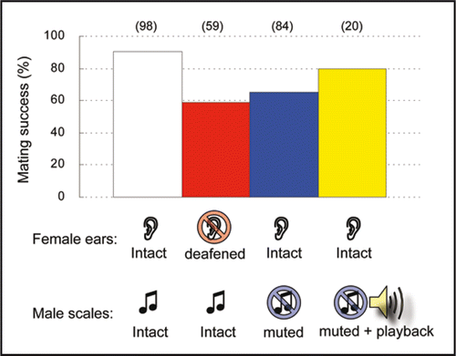 Figure 4 Effect of male ultrasound on mating success. Pairs of intact male and intact female showed high mating success (white bar). Mating success decreased when the female was deafened by puncturing the ear (red bar) or the male was muted by ablation of the sound scales (blue bar).Citation2,Citation26 Playback of male song significantly compensated for the decrease in mating success in pairs involving muted males (yellow bar). Likelihood ratio test in generalized linear model, F1, 2 = 19.5, p = 0.048). Number of pairs examined is shown in parentheses above each bar.