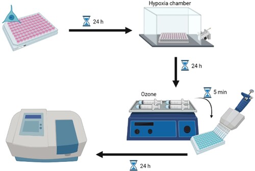 Figure 1. Experimental design of protocol for neuroblastoma cells. Cells were cultured in vitro and subjected to hypoxia. After 24 h, the culture medium was replaced by ozonized medium at different concentrations for 5 min, incubated for another 24 h, and then evaluated.