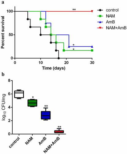 Figure 3. (a) the in vivo interaction of NAM and AmB against C. albicans. (a) Survival curves of the mice. The BALB/c mice were injected with C. albicans SC5314 cells intravenously (0 day). On days 0, 1, 2, 4 and 6, NAM (3.28 mmol/kg) and AmB (0.3 mg/kg) was administered intraperitoneally alone or in combination. The mouse mortality was monitored every day. (b) the mice were sacrificed four days after infection. The kidneys were collected and homogenized. The homogenate was cultured for the calculation of the log reduction in CFU/mg. *P < 0.05; **P < 0.01 as compared to the control (drug-free) group.