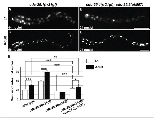 Figure 3. cdc-25.1(rr31gf) mutation partially suppressed the cdc-25.2 mutant intestinal phenotype. GFP-marked intestinal nuclei in (A) a cdc-25.1(rr31gf) mutant L1 larva, (B) a cdc-25.1(rr31gf); cdc-25.2(ok597) double-mutant L1 larva, (C) a cdc-25.1(rr31gf) mutant adult hermaphrodite, and (D) a cdc-25.1(rr31gf); cdc-25.2(ok597) double-mutant adult hermaphrodite. Left, the anterior side. Scale bars, 25 μm in (B), and 50 μm in (D). (E) Average numbers of intestinal nuclei in wild-type L1 and adult (n = 22 and 22, respectively), in cdc-25.1(rr31gf) mutant L1 and adult (n = 22 and 19, respectively), in cdc-25.2(ok597) mutant L1 and adult (n = 22 and 23, respectively), and in cdc-25.1(rr31gf); cdc-25.2(ok597) double-mutant L1 and adult (n = 19 and 59, respectively). * p = 0.0068, ** p = 0.0015, *** p < 0.001.