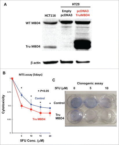 Figure 4. TruMBD4 enhances 5FU cytotoxicity in hMLH1-proficient cells. (A) Establishment of stable, TruMBD4-expressed HT29 cell clones as shown by Western blot (right lane). Cells were transfected with a pcDNA3 plasmid (Invitrogen) encoding TruMBD4, and selected by G418. HCT116 lysates served as a positive control since it expresses both normal MBD4 protein and TruMBD4 (left lane). HT29 cells transfected with an empty pcDNA3 plasmid served as negative control (middle lane). β-actin served as a loading control. (B) MTS assay. Cells were seeded at a density of 5000 cells per well into 96-well plates in culture medium treated with 5 μM, 10 μM;, 15 μM;, 20 μM of 5FU. After 5 d of growth, the number of viable cells was counted via the assay. (C) Clonogenic assay. Cells were plated in growth medium supplemented by 10% FBS and containing various concentrations of 5-FU (0, 5, and 10 µM). After 10 d of growth, the culture plates were washed, fixed with methanol, and stained with 3% Giemsa. From both MTS and clonogenic assays, TruMBD4 enhances 5FU-induced cytotoxicity.