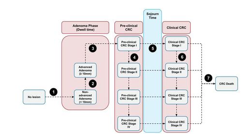 Figure 1. Natural history conceptual model.Abbreviations: CRC, colorectal cancer; mm, millimeterConceptual model for the underlying natural history component of the simulation model (no screening arm). The natural history component consists of the following processes illustrated by dotted lines: 1. Adenoma initiation risk: Nonhomogeneous Poisson process based on age, sex, & tumor location (proximal/distal); 2. Adenoma growth: Continuous growth to 10mm (advanced adenoma [AA]) that varies by tumor location while AA growth rate calibrated to be consistent with 2021 CISNET dwell times;Citation8 3. Transition from AA to pre-clinical CRC: Calibrated logistic regression model dependent on age, sex, tumor location, and tumor size to be consistent with 2021 CISNET dwell times;Citation8 4. Pre-clinical stage progression: Calibrated rates to be consistent with 2021 CISNET sojourn times;Citation8 starting values for calibration were based on literature;Citation40, Citation41 5. Transition from pre-clinical CRC to clinical CRC: Calibrated constant transition rates to be consistent with CRC stage distribution (SEER – 1975-1979) and 2021 CISNET sojourn times while the starting values for calibration used transition probabilities from literature;Citation8 6. Clinical stage progression: Calibrated constant transition rate that increases by stage based on literature;Citation41 7. CRC Survival: Constant transition rate increasing by stage adjusted based on observed trends.Citation1, Citation30 Model also allows for competing risks of background and screening (colonoscopy) related mortality.