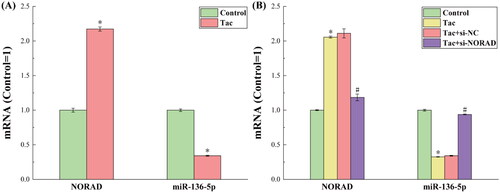 Figure 1. The results for the expression levels of NORAD and miR-136-5p in each group of cells after tacrolimus induction. (A) Before NORAD transfection. (B) After NORAD transfection. *p < 0.05, compared to the Control group. #p < 0.05, compared to the Tac and Tac + si-NC groups.