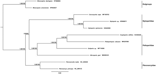 Figure 1. Phylogenetic analyses of Microperla geei based on the concatenated nucleotide sequences of the 13 PCGs and 2 rRNAs of 11 species. Numbers at nodes are bootstrap values. The NCBI accession number for each species is indicated after the scientific name.