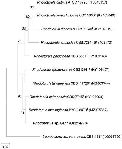Figure 1. Phylogenetic tree showing the position of Rhodotorula sp. GL1 (Rhodotorula aurum sp. nov.) and their related species constructed by the maximum-likelihood method based on the D1/D2 nucleotide sequences. The numbers given at the branching points indicate levels of bootstrap support (%) with which a given branch appeared in 1000 bootstrap replications. Only values >50 are shown. Sporidiobolus pararoseus CBS 491 (NG 067256) was used as an outgroup. Bar, 0.02 nucleotide substitution rate. The GenBank accession numbers are reported in brackets.