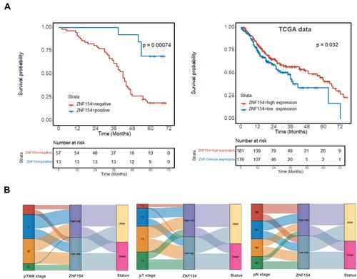 Figure 2 (A) Kaplan–Meier survival curves show that patients with ZNF154 positive expression in GC tissues had longer survival than others with ZNF154 negative expression; (B) The Sankey diagram of TCGA database showed the high and low expression distribution trend of ZNF154 gene.