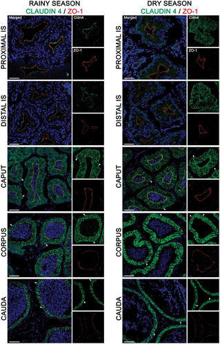 Figure 6. Expression of claudin 4 (green) and zonula occludens 1 (ZO-1, red) in the epididymis of Desmodus rotundus during the rainy and dry season. Higher expression of claudin 4 was detected in the basolateral membrane of initial segment (IS), and caput regions from dry season epididymis compared to rainy season. In contrast, a higher expressed claudin 4 was detected in tight junctions of the corpus and cauda regions from rainy season epididymis compared to dry season. Claudin 4 labeling was observed in basal cells (arrowheads) in the caput, corpus and cauda regions at rainy and dry season. Sperm and nuclei are labeled with DAPI (blue). Scale bars: 50 µm.