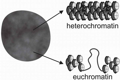 Figure 5. Design of a routinely dye-stained nucleus with darker areas of more compact heterochromatin and the clearer areas of euchromatin.Simplified representation of a zig-zag arranged chromatin fibres composed of many nucleosomes with DNA wrapped around histone protein cores. Many dyes stain histone proteins. Therefore, heterochromatin is intensively stained and ‘open’ euchromatin areas with less histone proteins, which allows more transcription activity, bind fewer dye molecules and appear clearer in the light microscopic image.