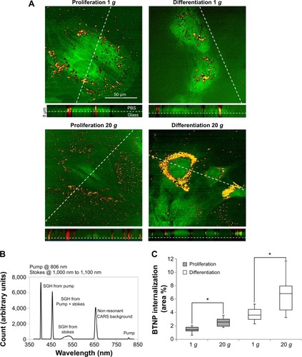 Figure 4 Barium titanate nanoparticle (BTNP)-internalization assessment.Notes: *P<0.05. Single Z-slice, along a side projection, showing BTNPs (in red, owing to the sum-frequency generation [SFG] signal) inside the cells (in green, owing to the coherent anti-Stokes Raman scattering [CARS] signal from the CH2 bonds) (A). Four bands are visible from the emission spectrum from a bundle of nanotubes when illuminated with the pump-and-probe and Stokes beams: second harmonic generation (SHG) from the 806 nm beam, SFG from the combination of the 806 nm beam and the portion of the Stokes beam temporarily overlapping it (ie, corresponding to ~1,045 nm), broadband SHG from the Stokes beam, and nonresonant CARS signal (B). Quantification of BTNP internalization (C).