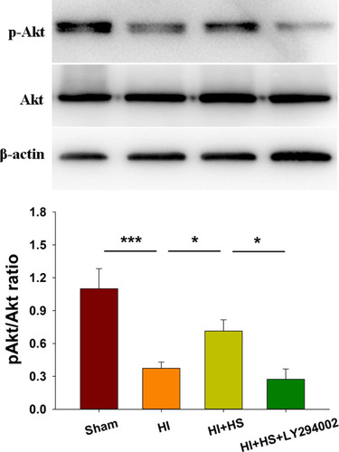 Figure 1 HS activates Akt following HI. Levels of Akt and phosphorylated Akt (p-Akt) in the ipsilateral cortex were assessed at 3 days after HI injury using Western blot. Quantification of the relative levels of p-Akt/Akt are presented. N=3/group. Values represent the mean ± SD, *p < 0.05, ***p < 0.001 according to ANOVA.