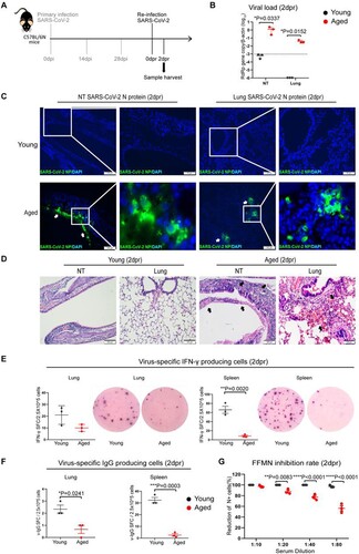 Figure 4. Viral load, tissue histological damages and immune responses after re-infection of mice with SARS-CoV B.1.1.7 virus. Mice recovered from 103PFUs of B.1.1.7 infection were re-challenged with the same does of B.1.1.7 at 28 days after primary infection. Tissues were taken at 2 days post-re-infection (2 dpr) for virological, histological, and immunological analyses. (A) Schematic of infection and re-infection of mice. (B) qRT-PCR determined viral RdRp gene copies in the nasal turbinate and lung samples of re-infected mice at 2dpr. Data represent mean ± SD. n = 3 for each group. A horizontal dashed line indicates the detection limit of the assays. *P < 0.05 by two-way ANOVA. (C) Viral NP expression in the nasal turbinates and lung tissues of re-infected young (upper panel) and aged mice (lower panel). No NP-positive cells could be seen from NT and lung tissues of a re-infected young mouse. In contrast, immunofluorescence-stained SARS-CoV-2 NP was shown abundantly in the nasal epithelium and lung alveolar and bronchiolar epithelium of re-infected aged mice (white arrows). Squared areas were magnified. Scale bars = 100 µm. (D) Representative H&E images of nasal turbinate and lung sections of young mice and aged mice at 2 dpr showed no destruction of nasal epithelium and relatively normal alveolar histology with very mild pulmonary blood vessel congestion. The NT of aged mice showed submucosal immune cells infiltration and epithelium detached into the nasal cavity (black arrows). The lung showed diffuse alveolar haemorrhage and immune infiltration (black arrows). Scale bars = 100 µm. (E) Interferon-γ-producing cell responses in re-infected mouse lungs and spleens collected at 2dpr. Viral-specific interferon-γ producing cells were detected by in vitro stimulation of single-cell suspension sample with SARS-CoV-2 RBD peptide pool and NP protein for 48 h and then visualized by staining with mouse IFN-γ ELISPOT kit. On right hand side is the representative images from the EISPOT assay. Data represent mean ± SD. n = 3 for each group. **p < 0.01 by Student’s t-test. (F) Viral-specific IgG-producing cells were detected by in vitro stimulation of lung or spleen single cells suspension with inactivated SARS-CoV-2 virus for 48 h. IgG-producing cells were visualized by staining with a mouse IgG ELISPOT kit. Data represent mean ± SD. n = 3 for each group. *p < 0.05, ***p < 0.001 by Student’s t-test. (G) Serum neutralizing antibody titre in the serum of mice at 2dpr was determined by FFMN assay. SARS-CoV-2 B1.1.7 virus (M.O.I. = 0.1) was allowed to react with the 2-fold serial diluted sera for one hour at 37°C before being added to Vero E6 cells. The cells were fixed and stained for SARS-CoV-2 N protein after 6 h of incubation. The percentage of reduction of NP-positive cells by serum treatment versus mock control serum was calculated. Data represent mean ± SEM. n = 3 for each group. ***p < 0.001, ****p < 0.0001 by Student’s t-test.