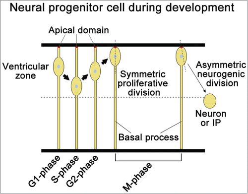 Figure 4. Description of neural progenitor cell niche during development. The nuclei of radial glia cells move within the ventricular zone as the cell progresses through the cell cycle. During neurogenesis, radial glia cells perform 2 types of division: one is symmetric, proliferative division, and the other is asymmetric neurogenic division. The symmetric division provides both processes to the daughter cells; however, the asymmetric division does not provide the basal process to one daughter cell, and that cell loses the identity of NPCs and differentiates into nascent neuron or intermediate progenitor (IP).