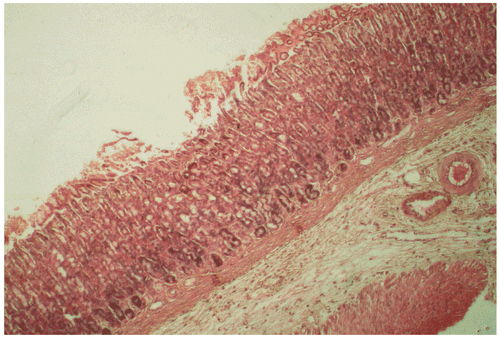 Figure 1.  Gastric mucosa of rat following control treatment (2 mL water) in ethanol-induced gastric lesion model: note thin mucus gel. Hematoxylin and eosin, × 200..