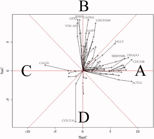 Figure 4. Vector picture for clarification of the sensitivity of variation trend of 5mC/5hmC. The area of A and C mean the associated genes with 5hmC sensitive change while area B and D mean the associated genes with 5mC sensitive change in the malignancy of CSCC. The X/Y axis indicates the normalized log2-fold change of 5mC/5hmC.