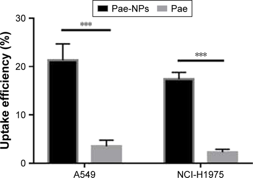 Figure S1 Uptake efficiency of Pae-NPs and free Pae by two kinds of lung cancer cells (n=3; ***p<0.001).Abbreviations: Pae, paeonol; Pae-NPs, Pae-loaded nanoparticles.