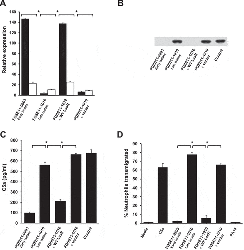 Figure 5. LasR mutation abolishes AprA/LasB C5a-cleaving activity and enhances neutrophil recruitment. (a) Relative expression of aprA (black columns) and lasB (white columns) determined by RT-PCR and normalized using the housekeeping gene rpsL. Data are displayed as the percentage of the expression of each gene with respect to PA14. Asterisks indicate significant differences in the expression of both genes between strains *P < 0.05 (2-tailed t test). (b) Western blot analysis of C5a cleavage. Purified recombinant human C5a (20 ng) was incubated with LB (control) or the cell-free supernatants from the bacterial stationary cultures in LB. Proteins were separated and subjected to a Western blot with a mouse monoclonal antibody that recognizes C5a. (c) Human BALF was incubated with the cell-free supernatants from the bacterial growth cultures in artificial sputum medium and the amount of C5a was quantified by sandwich ELISA. (d) Human neutrophil transmigration assay with media, purified C5a (100 nM) or C5a treated with cell-free supernatants from the bacterial stationary cultures in LB. Data are the percentage of the neutrophils recovered from the basolateral chamber with respect to total number of neutrophils added to the upper chamber. Results are the mean values obtained from three independent experiments. Error bars represent SEMs. *P < 0.05 (2-tailed t test).