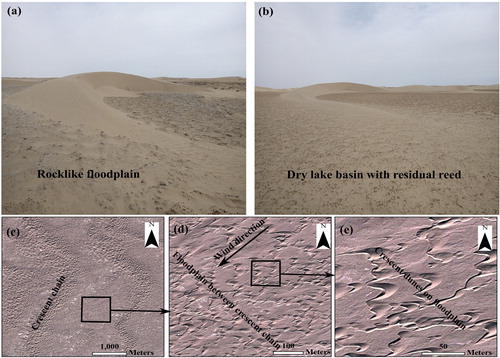 Figure 6. Barchan dunes and chains in Kuruk Tagh Desert, eastern margin of Tarim Basin, NW China. (a) Barchan dunes propagate on the rocklike floodplain. The surface is rigid due to the crystallization of saline-alklizaiton lacustrine sediments. (b) Barchan dunes propagate on a dry lake basin. The surface soil is covered by the residual dry reed root. All the photos were taken in April of 2017. (c) The crescent chains propagate on the floodplain (39°56′9ʺ N, 88°58′31ʺ E). (d) The floodplain between the crescent chains (39°56′16ʺ N, 88°59′11ʺ E). (e) The crescent dunes on floodplain (39°56′7ʺ N, 88°58′38ʺ E). The crest lines of the barchan dunes and the crescent chains are orientated perpendicular to the prevailing northeastern wind direction.