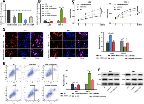 Figure 4 CTBP1-AS2 promoted cell proliferation and inhibited apoptosis by adsorbing miR-139-3p. AGS cells were transfected with CTBP1-AS2 overexpression plasmids or CTBP1-AS2 overexpression plasmids + miR-139-3p mimics; SNU-1 cells were transfected with CTBP1-AS2 siRNA or CTBP1-AS2 siRNA + miR-139-3p inhibitors. (A) qRT-PCR was used for detecting miR-139-3p expression in GES-1 cells and GC cell lines. (B) qRT-PCR was utilized for detecting the expression of miR-139-3p after the co-transfection. (C–E) CCK-8 assay (C), EdU assay (D) and flow cytometry analysis (E) were performed for detecting the proliferation and apoptosis of SNU-1 and AGS cells after co-transfection. (F) Western blot was used for detecting the regulatory effects of CTBP1-AS2 and miR-139-3p on Bcl-2 and Bax expression. *P < 0.05, **P < 0.01, and ***P < 0.001.