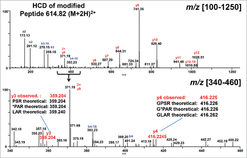 Figure 4. High-resolution HCD mass spectrum of +15.99 Da modified ([M+2H]2+ = 614.82) linker peptide SLSLSPGGGGGPAR. Top panel: m/z [100–1250]. Bottom panel: m/z [340–460]. The detected accurate masses of the y3 and y4 fragment ions rule out Pro221→ Leu/Ile221 mutation. The HCD fragmentation cannot discriminate between Pro221→Hyp221 or Ala222→Ser222 as no y2 fragment ion was observed.