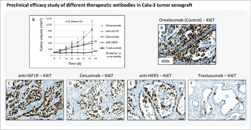 Figure 3. Preclinical efficacy study of different therapeutic antibodies in Calu-3 xenograft. (A) Tumor growth kinetics of the Calu-3 xenograft model treated with anti-IGF1R mAb, anti-HER3 mAb, cetuximab (anti-HER1 mAb), and trastuzumab (anti-HER2 mAb). The antibody omalizumab was used as a negative control. Animals per control group: n = 8. Values are given as mean ± s.d.. ** P < 0.01, *** P < 0.001, t-test. (B-F) Tumor tissue slices of the control and treatment groups were stained for Ki67 to monitor the tumor cell proliferation rate. Magnification of the tissue slices: x400. Scale bar: 50 µm.