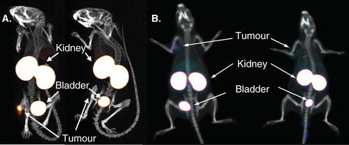 Figure 2. Specific diagnostic tumor imaging with nanobodies at 1 h post-injection. A. SPECT/CT images of mice injected with 99mTc-labeled anti-HER2 nanobody. B. PET/CT images of rats injected with 68Ga-labeled anti-HER2 nanobody. Animals on left carry HER2-positive-xenografted tumors, animals on right carry HER2-negative-xenografted tumors.