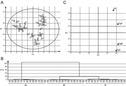 Figure 4. UC patients cluster into three different groups dependent on faecal granin levels. Median levels of faecal SN, Sg3, CgA and CgB from three to seven samples were used for principle component analysis (PCA) and hierarchical clustering analysis (HCA). Score scatter plot (A), HCA (B) and loading scatter plot (C) for the PCA are shown. The shapes from the groups defined by the HCA are highlighted in (A). Each symbol in A represents one individual. Patients are numbered 10–49.