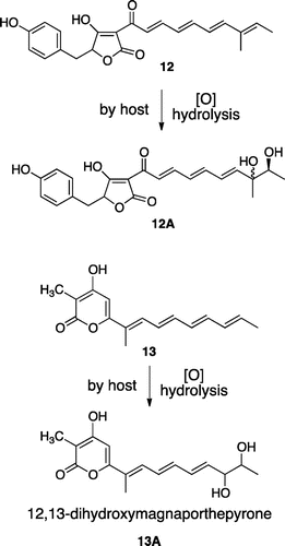 Fig. 4. Undesired oxidations of fungal metabolites found in heterologous expression of biosynthetic gene clusters in A. oryzae.