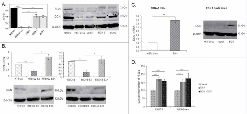 Figure 6. Induction of DCN expression in BGN transfectants. A. Determination of DCN expression in BGNhigh HER-2/neu+ cells. Relative mRNA and protein expression of DCN were determined by qPCR and Western blot, respectively. DCN mRNA expression was analyzed in the NIH3T3 BGNlow/neg and BGNhigh HER-2/neu+ cells and transcription was correlated to NIH3T3 cells (set 1). For protein expression, 50 µg protein/cell line was separated by 10% SDS-Page, transferred onto a nitrocellulose membrane, before immunostaining was performed with an anti-DCN-specific mAb as described in Materials and Methods. Staining of the Western blot with an anti-β-actin-specific mAb served as loading control. B. Downregulation of DCN expression by HER-2/neu overexpression in human tumor cells. The mRNA and protein expression of DCN was determined in human HER-2/neu model systems as described in Materials and Methods. C. Enhanced expression of DCN in BGNhigh HER-2/neu+ cells in vivo. DCN mRNA and protein expression was determined in BGNlow and BGNhigh HER-2/neu+ tumors as described in Materials and Methods. D. Increased MHC class I surface expression in the presence of DCN and/or BGN. Cells were treated with recombinant DCN (1.5 µg/mL) alone or in combination with recombinant (1 µg/mL) BGN for 23h, before MHC class I expression of untreated DCN and DCN/BGN-treated cells was determined by flow cytometry using an anti-H-2Lq mAb. MFI of untreated NIH3T3 cells and BGNlow HER-2/neu+ cells was set 100%.