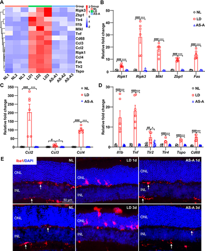 Figure 10 AS-A suppresses bright light-upregulated retinal expression of genes implicated in necroptosis and inflammation and attenuates microglial activation in the retina. (A) Heatmap visualization of the representative genes from the gene sets presented in Figure 9C-N. (B–D) Dark-adapted BALB/c mice were treated with vehicle (LD) or AS-A at 100 mg/kg bw (AS-A) 30 min before bright light exposure. Dark-adapted BALB/c mice without bright light exposure received vehicle treatment (NL). Total RNA was isolated from the indicated treatment groups 1 d after bright light exposure. Real-time qPCR was performed to verify the changes in the retinal expression of genes involved in necroptosis (B), chemotaxis (C) and inflammation as well as microglial activation (D) (n=6 per group). 18S rRNA was included as the internal reference. Relative fold change was plotted against that from NL. (E) Eyeballs were enucleated 1 d and 3 d after the indicated treatment, followed by IHC examination of the expression of Iba1 (in red) (n = 4 per group). DAPI (in blue) was counterstained. White arrows point to resting microglia. Data were expressed as mean±S.E.M. # Compared to that from NL, P<0.05; ## compared to that from NL, P<0.01; ### compared to that from NL, P<0.001; * compared to that from LD, P<0.05; *** compared to that from LD, P<0.001.