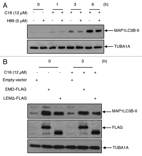 Figure 7. EMD induces autophagosome formation through its phosphorylation triggered by C16-ceramide (A) HCT116 were transfected with EMD-FLAG vector or with empty vector. Cells were then pretreated with the PRKACA inhibitor, H89 (5 µM) for 1 h and treated with or without C16-ceramide for 1, 3, or 6 h. Cell lysates were analyzed by western blotting using an anti-MAP1LC3B antibody. (B) Cells were transfected with EMD-FLAG, LEMΔ-FLAG, or empty-vector and then treated with ceramide for 3 h. MAP1LC3B, FLAG, and TUBA1A were revealed by western blotting using anti-MAP1LC3B, anti-FLAG and anti-TUBA1A antibodies.