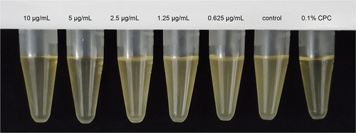 Figure 4 Turbidity of the solution in each group after 24 h incubation.