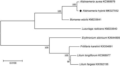 Figure 1. Maximum likelihood phylogenetic tree of the Alstroemeria hybrid ‘Hanhera’ with seven species belonging to the Alstroemeriaceae or Liliaceae based on chloroplast protein-coding sequences. Numbers in the nodes are the bootstrap values from 1000 replicates.