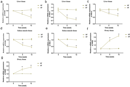 Figure 3. Changes of insulin receptor-related mRNA expression levels in different periods. a – c: changes in INSR mRNA (a), IRS-1 mRNA (b) and IRS-2 mRNA (c) in the liver tissues of mice in the two groups at different time points. d-e: changes in INSR mRNA (d) and IRS-1 mRNA (e) in the soleus muscle tissues of mice in the two groups at different time periods. f-g: changes in INSR mRNA (f) and IRS-1 mRNA (g) in the ovary tissues of mice in the two groups at different time periods. *P < 0.05, **P < 0.01 vs. NF group.