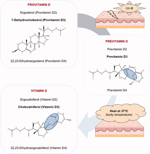 Figure 2. Synthesis of vitamin D. Upon UV-B radiation, the provitamins D ergosterol, 7-dehydrocholesterol, and 22,23-dihydroergosterol are respectively converted to pre-vitamins D2, D3, and D4, which are further thermally transformed into ergocalciferol (vitamin D2), cholecalciferol (vitamin D3), and 22,23-dihydroergocalciferol (vitamin D4). Only structures of provitamin D3, pre-vitamin D3, and vitamin D3 are depicted for better lucidity.