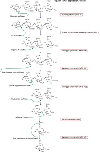 Figure 2 Heparan sulfate degradation pathway.