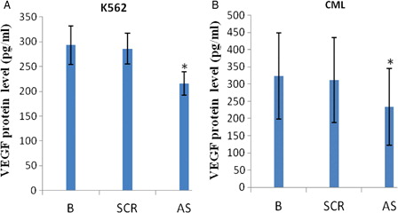 Figure 4. VEGF AS downregulated VEGF protein levels in (A) K562 and (B) primary CML cell supernatants. K562 and primary CML cells were transfected with 0.4 µM VEGF AS in serum-free or 2% FBS DMEM conditions for 6 hours. Then, media were replaced with DMEM supplemented with 10% FCS. Next ATO (2 µM) was added to each well for 48 hours. VEGF protein concentrations in the supernatants were detected with ELISAs. The results showed that AS VEGF downregulated VEGF protein levels. *P < 0.01 vs. SCR control; B, blank.
