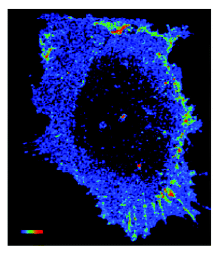 Figure 1. Shear stress induces polarized activation of Rac1 in endothelial cells. Confluent bovine aortic endothelial cells were transiently transfected an expression vector for GFP fused to wild-type Rac1 (GFP–WTRac) and were shear loaded with Alexa-PBD. Cells were sheared for 30 min. Rac activation (FRET) is shown. In the color intensity scale, red represents high and blue low (image courtesy of Bill Kiosses at The Scripps Research Institute).