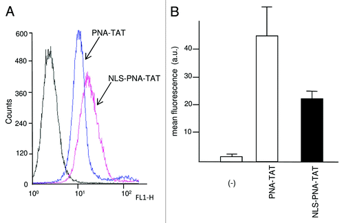 Figure 4. FACS analysis showing the uptake of PNA-TAT and NLS-PNA-TAT after 48 h incubation of K562 cells in the absence (-), or in the presence of 2 μM concentrations of the fluorescein-labeled FITC-PNA-TAT [(A) pink line], and FITC-NLS-PNA-TAT [(A) blue line] molecules. In (B) the quantitative determinations are shown, relative to replicate experiments (n = 4).