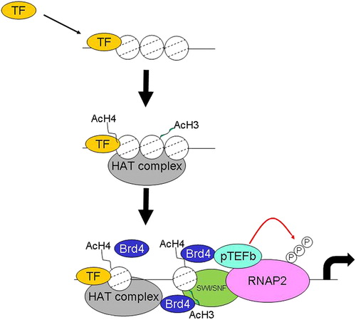 Figure 3. Histone acetylation by proinflammatory transcription factors. In response to stress and other stimuli, such as cytokines, various second messenger systems are upregulated, leading to activation of signal-dependent transcription factors such as CREB, NF-κB, AP-1 and STAT proteins. Binding of these factors leads to recruitment of CBP and/or other coactivators to signal-dependent promoters and acetylation of histones by an intrinsic acetylase activity (HAT). Induction of histone acetylation allows the formation of a more loosely packed nucleosome structure which enables access to TATA box-binding protein (TBP) and associated factors (TAFs) and the recruitment of further remodeling factors including switch/sucrose nonfermentable (SWI/SNF). Remodeling thereby allows RNA polymerase II recruitment and the activation of inflammatory gene transcription.