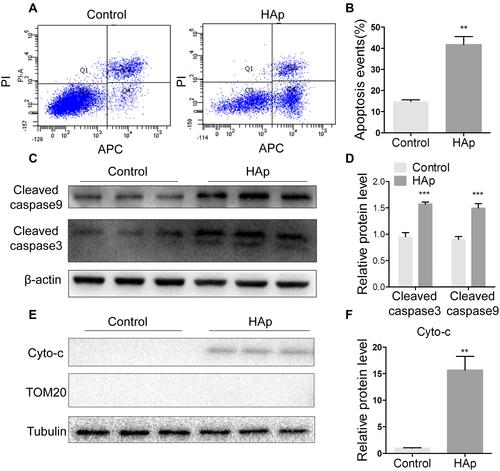 Figure 4 Nano-HAp induced apoptosis of VSMCs. After VSMCs were treated with 100 μg/mL nHAp for 5 days, the following assays were conducted. (A) Cells were stained with Annexin V (APC) and PI, and then analyzed by flow cytometry. (B) Apoptotic cells were quantified. Data are expressed as mean ± SD. N=3. (C) Western blot analysis was applied to detect the cleaved caspase 3 and cleaved caspase 9. (D) Protein levels were quantified. N=3. (E) Cytochrome c (cyto-c) in mitochondria-free cytoplasm was detected by Western blot. Mitochondrial protein TOM20 was used as a control to show free of mitochondria. (F) Quantification of cyto-c in E. (N=3, ** p<0.01, *** P<0.001).