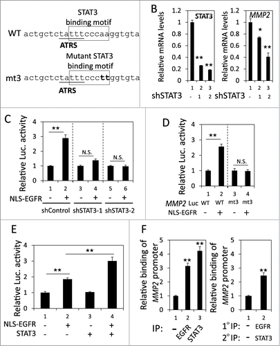 Figure 4. nEGFR and STAT3 cooperatively activated the MMP2 promoter. (A) The sequence near the ATRS in MMP2 promoter is illustrated. The ATRS is underlined. The wild-type and mutant STAT3 binding sites are specified in the open box. The mutated nucleotides in the STAT3 binding motif are capitalized. (B) shControl, shSTAT3-1 and shSTAT3-2 H1975 cells were subjected to RT-qPCR to analyze the MMP2 and STAT3 mRNA expression. (C) 293T cells transfected with pMMP2 Luc, pCMV-NLS-EGFR and the STAT3 shRNA-expression plasmid were subjected to a luciferase reporter gene assay. (D) 293T cells transfected with wild-type or mutant pMMP2 Luc and pCMV-NLS-EGFR were subjected to a luciferase reporter gene assay. (E) 293T cells transfected with pMMP2 Luc, pCMV-NLS-EGFR and/or a STAT3-expressing plasmid were subjected to a luciferase reporter gene assay. (F) Left, H1975 cells were subjected to ChIP with preimmune IgG or an anti-EGFR or anti-STAT3 antibody. Right, H1975 cells were subjected to ChIP with sequential immunoprecipitation with preimmune IgG or an anti-EGFR or anti-STAT3 antibody. The relative amount of the immunoprecipitated MMP2 ATRS DNA fragment was quantified by RT-qPCR with specific primers.